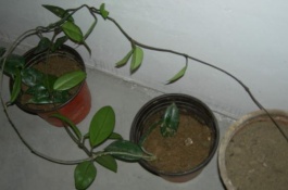 怎样养盆栽球兰才好，球兰的繁殖方法