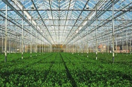 蔬菜大棚怎么搭建牢固，搭建蔬菜大棚一般需要多少钱