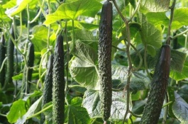 想种菜又懒得管