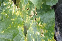 噻菌铜使用禁忌，不能与强碱性农药等物质混用