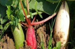 立秋种什么农作物，立秋可以种植的农作物有很多