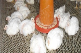 肉鸡每天吃料公式，肉鸡的管理技术