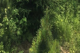 环嗪酮使用方法，环嗪酮使用注意事项