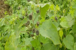 硝磺草酮的主要作用，硝磺草酮在作物上的应用
