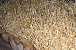 金针菇一斤多少钱，种植金针菇赚钱吗