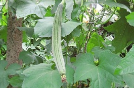 现在温室种什么最好