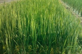 常见的可食用淡水螺品种大盘点，常见食用淡水螺品种