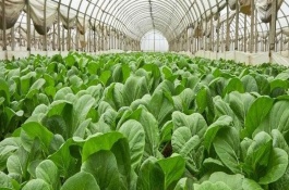 种植茶叶的步骤有哪些