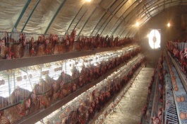 大棚养殖什么赚钱，常见的大棚养殖品种有养鸡