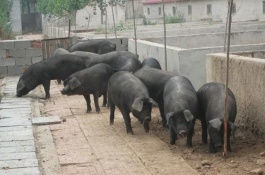 河北省深州市十大特产盘点，润家庄烫面饺