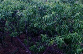 早丰王桃树品种介绍，早丰王桃营养价值