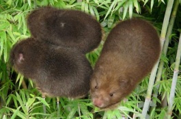 一棵铃兰苗多少钱，铃兰花苗的养殖方法