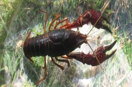 一亩小龙虾一年赚多少钱，一亩小龙虾一年赚多少