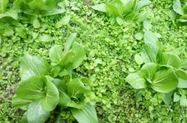 叶面施肥可以弥补根系养分吸收的不足，有什么好处，叶面施肥作用快