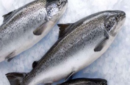 七彩鲑鱼的产地在哪里，七彩鲑产地是在哪里