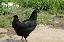 中国四大乌鸡品种有哪些，余干乌黑鸡