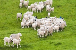 高腿小尾寒羊养殖技术，高腿小尾寒羊是优良的肉用羊