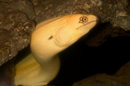 鳗鱼产地及品种介绍，薯鳗和钱鳗