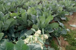 花菜需要什么肥料，花菜施肥方法