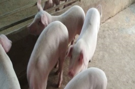 太湖猪的养殖方法有哪些，一条龙饲养法