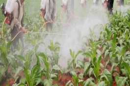 草甘膦的作用和注意事项，使用注意事项