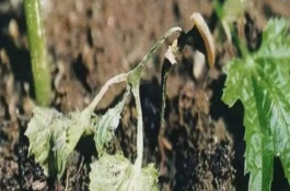 恶霉灵使用方法，使用范围及方法