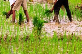 台农二号百香果苗多少钱，台农二号百香果具有哪些特点