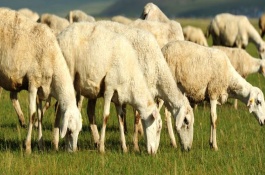 鸭苗怎样养殖，先饮水后开食