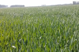 骠马除草剂是什么，骠马除草剂又叫精恶唑禾草灵