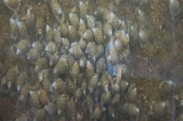 方斑东风螺养殖技术，方斑东风螺养殖技术