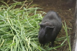 黑豚鼠的价格是多少，现在黑豚鼠还可以人工养殖吗