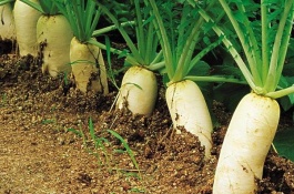 喷叶面肥时种植蔬菜有哪些注意事项，喷上肥液量充足