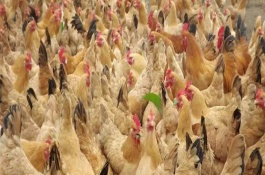 鸡几月不爱下蛋，优良蛋鸡品种介绍