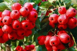 樱桃的主要产地在哪里，樱桃优质品种有哪些