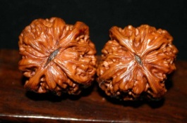 一棵核桃苗多少钱，核桃种植前景分析