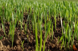 为什么中国不以同样的价格购买国际粮食