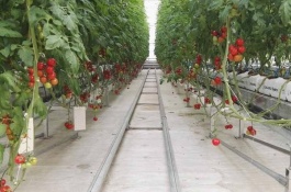 如何种植土豆，种植地选择