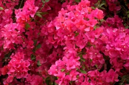 三角梅主要有哪些品种，金斑大红三角梅