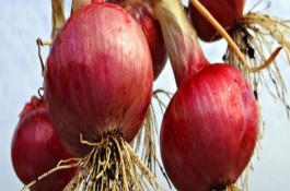 洋葱立春后的田间管理方法，洋葱什么时候种植合适