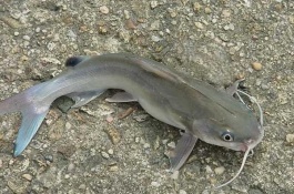 牙签鱼的产地分布在哪里,牙签鱼产地分布在哪里