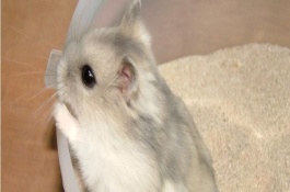 仓鼠可以在哪里购买，养仓鼠需要的设备