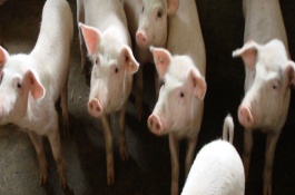 小猪拉白痢用什么药，小猪拉白痢常用的药物有安普霉素