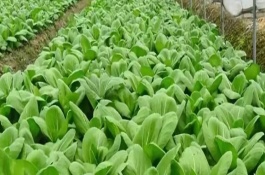 蔬菜常用农药的使用准则，蔬菜常用的农药主要有杀螨剂