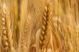 小麦立春后可以施肥吗，小麦立春后先除草还是施肥