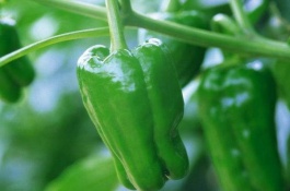 湖南攸县有哪些优质特产