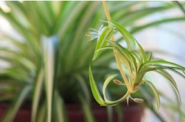 养殖方法，吊兰的栽培要点