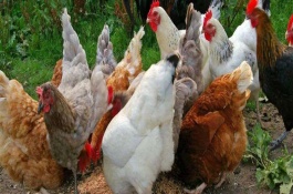 下蛋鸡吃什么饲料，下蛋鸡每天吃多少饲料