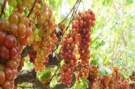 果园除草用什么除草剂，除草剂之外的除草方法