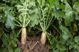 小满前后种什么农作物，小满前后可以种植苋菜