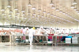 煮熟饲料喂养的猪和生饲料喂养的猪有什么区别，青绿多汁饲料